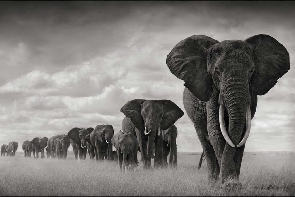sebastiao-salgado-01