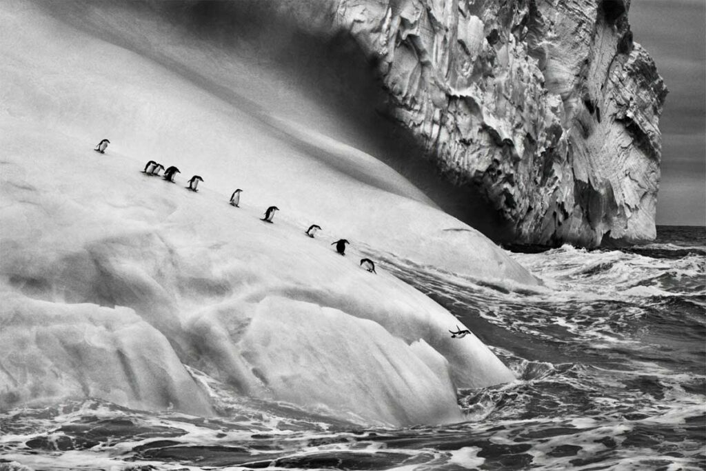 sebastiao-salgado-03-zavodovski-and-visokoi-islands-south-sandwich-islands-2009