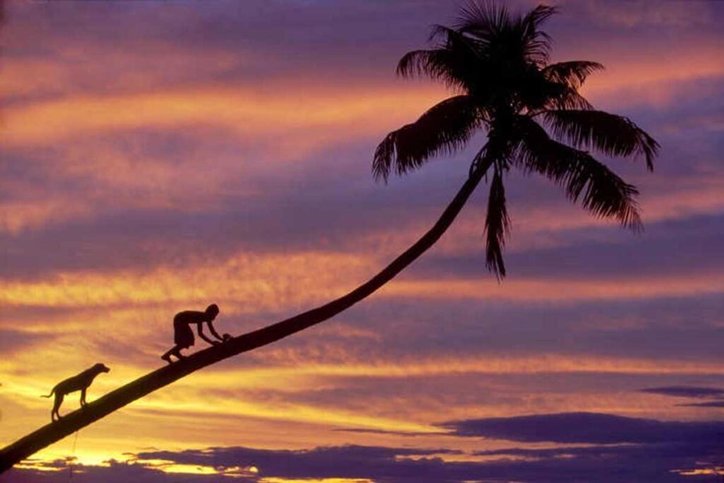 tom-ang-01-diagonal-boy-dog-palm